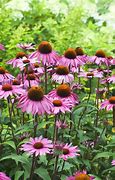 Image result for Perennial Plants with Green Flowers