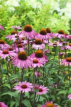Image result for perennials