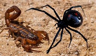 Image result for Scorpion Spider Bite