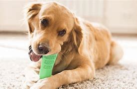 Image result for Dog Toothbrush Chew Toy: Clean Your Pets Teeth With This Dental Stick, Cleaning Brush Included, It's An Alligator Stick Toy For Dogs, Perfect Toys