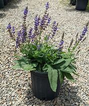 Image result for 4 Plants (May Night Salvia, 1 Gal- Easy-Growing, Bright-Blooming Perennial, Zone 5-8