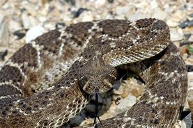 Image result for What Does Rattlesnake Look Like