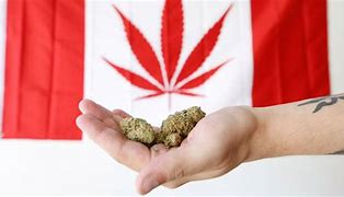  legalize cannabis, where to buy cannabis, where to buy cannabis, where is cannabis legal, Where can i buy cannabis canada