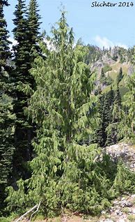 Image result for Alaskan Cedar Tree