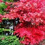 Image result for Colorful Trees