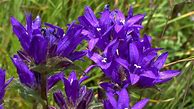 Image result for Purple Bell Flowers Perennial