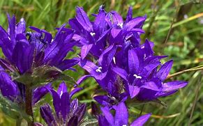 Image result for Purple Flower Perennial Plants