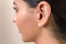 Image result for Human Outer Ear