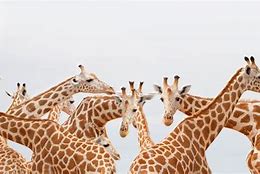 Image result for Facts About Giraffes
