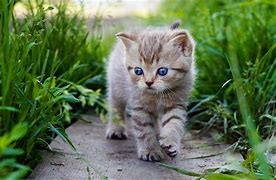 Image result for Free Wallpaper Cute Animals