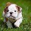 Image result for Cute Little Dogs