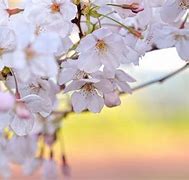 Image result for Blossoms to Brighten Your Day