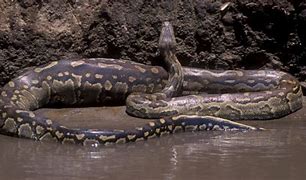 Image result for Big Snake