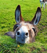 Image result for Funny Donkey