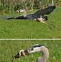 Image result for Funny Animal Fails