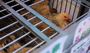 Image result for Bird Flu Zoonotic