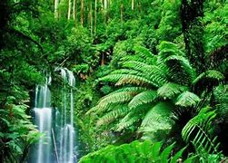 Image result for Jungle Trees