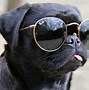Image result for Have a Cute Picture of a Funny Dog