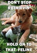 Image result for Terrible Cat Puns
