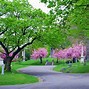 Image result for Is a Japanese Pink Tree