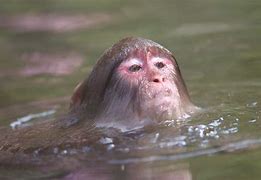 Image result for Monkeys in Spring Water
