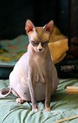 Image result for Pregnant Funny Looking Animals