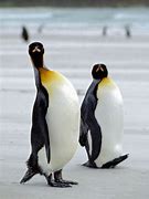 Image result for National Geographic Kids Penguins