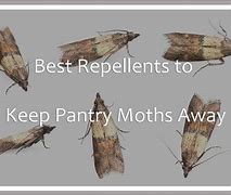 Image result for Pantry Moth Repellent