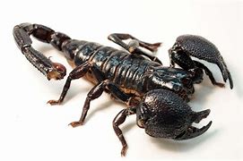 Image result for Scorpion Head