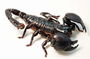 Image result for Giant Black Scorpion