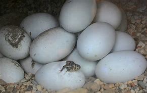 Image result for Komodo Dragon Eggs
