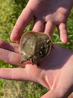 Image result for Turtle Shell Cute