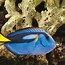 Image result for Tang Fish