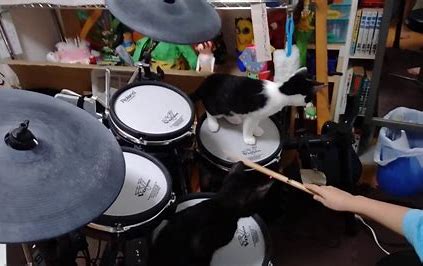 猫　ドラム に対する画像結果