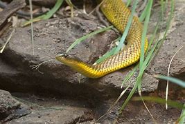 Image result for Australia Zoo Snakes