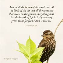 Image result for Bible Verses About Birds