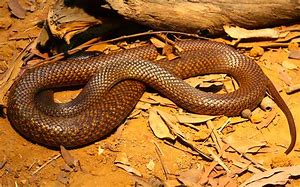 Image result for Deadly Brown Snake