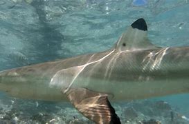 Image result for Sharks species wildlife protections