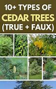 Image result for Different Species of Cedar Trees
