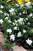 Image result for 4 Pack (Dwarf Radicans Gardenia, 3 Gal- Dwarf Size Brings Gardenia Smell To Any Landscape, Cold Hardy