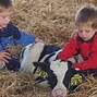 Image result for Dairy Farm Pics