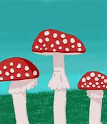 Image result for Poisonous Wild Mushrooms Identification