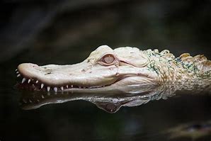 Image result for Albino Alligator