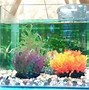 Image result for Small Fish Tank Setup
