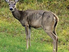 Image result for CWD Deer Disease