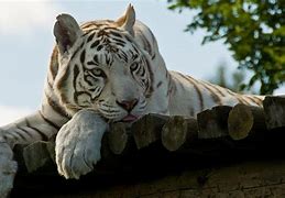 Image result for White Tiger Screensavers