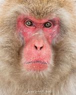 Image result for Japanese Monkey