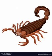 Image result for Scorpion Tail Cartoon