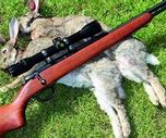 Image result for Rabbit Shooting