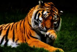 Image result for Cool Tiger Wallpapers for PC